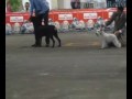 MAGOO - SCHNAUZER BRANCO Nº1 DO BRASIL