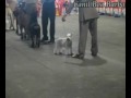 MAGOO - SCHNAUZER BRANCO Nº1 DO BRASIL