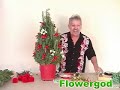 Rosemary Christmas Tree EP#61