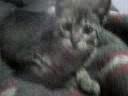 mi gatito mi gatito
