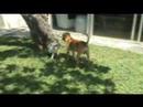Rocco the fastest puppy in the world