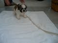 Cute Shih Tzu Puppy Cute Shih Tzu Puppy