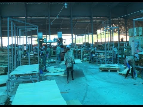 Thanh Hóa phát huy thế mạnh từ gỗ rừng trồng