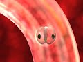 Medical animation of egg fertilization Medical animation of egg fertilization