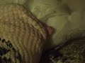 How a snake breathes while eating