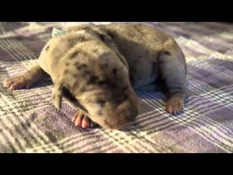 # 3 Merle male 3 days old
