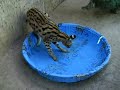 Serval fishing for goldfish, part 2