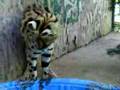 Serval fishing for goldfish, part 2