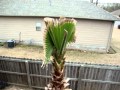 Washingtonia Robusta Palm Tree