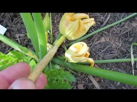 how to fertilize squash blossoms