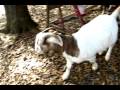 Goats ESCAPE !!!!  LOOK Where I Found Them !!!!!!