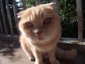 Scottish Fold on the balcony