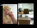 meow mix