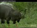Nyala Bulls Displaying to Beethoven - Djuma AM 10/10/07 Nyala Bulls Displaying to Beethoven - Djuma AM 10/10/07