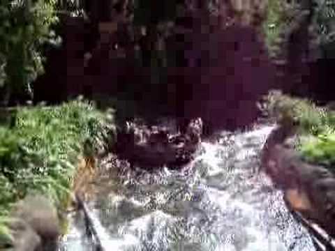 Animal Kingdom Congo Rapids