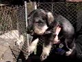 Bruno, beb� calminho