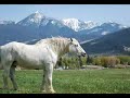 Draft Horse Retirement Sanctuary