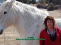 Draft Horse Retirement Sanctuary