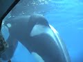 Tilikum Underwater Viewing