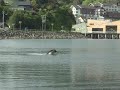 el perro mas aguil en el agua