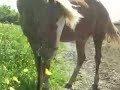 Mon Petit Hip entrain de ce régaler ! Mon Petit Hip entrain de ce régaler !