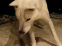 Kishu - New toy #2