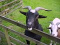 Goats eating!!