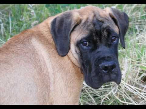 bullmastiff