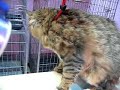 同貓貓吹毛