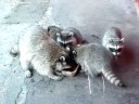 Mama Raccoon and her babies. Mama Raccoon and her babies.