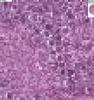 Shotgun Histology Dorsal Root Ganglion