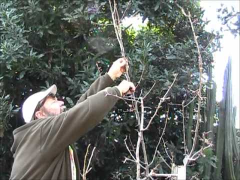 how to fertilize asian pear trees
