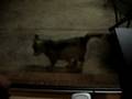 videos de Kapo is confused by the window