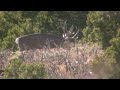 Utah Mule Deer 2009 Sportsman's Tag