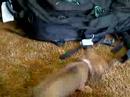 Walnut and the Bag