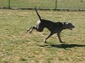 Riley @ the dogpark Riley @ the dogpark