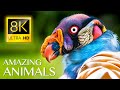 AMAZING WILD ANIMALS 8K ULTRA HD • NATURE SOUNDS RELAXING MU ..
