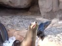Seals