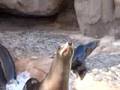 videos de Seals