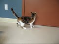 Chat Proute Chat Proute