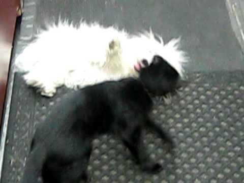 blackcat whitedog
