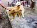 Lantang Scandal Part2
