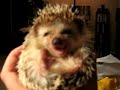 how hedgehogs eat, smiling :) czyli: jak jedz? je?e how hedgehogs eat, smiling :) czyli: jak jedz? je?e