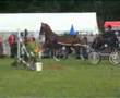 videos de tuigpaard dutch harness horse