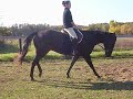 Frank:8 yr old Quarter Horse Gelding