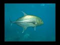 Diving - Great Barrier Reef 2008