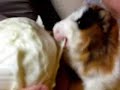 Morski prasici - zamorci - Guinea Pig Morski prasici - zamorci - Guinea Pig