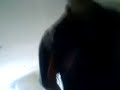 Barry\