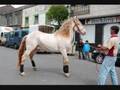Cabalos e Multisectorial en Santa Comba
