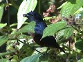 GATURAMO-FERRUGEM Euphonia pectoralis GATURAMO-FERRUGEM Euphonia pectoralis
